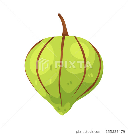 Illustration of Tomatillo Illustration of Tomatillo 135823479