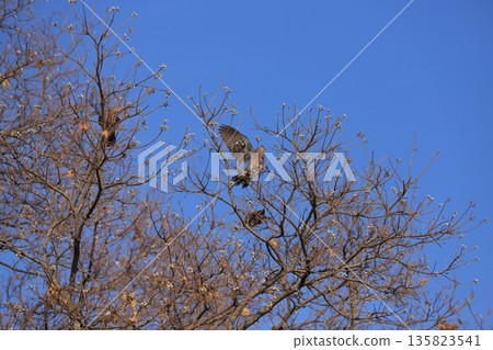 Turtle Dove perched on a tree 135823541