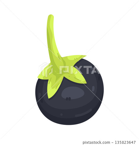 Illustration of Nightshade Berry Illustration of Nightshade Berry 135823647