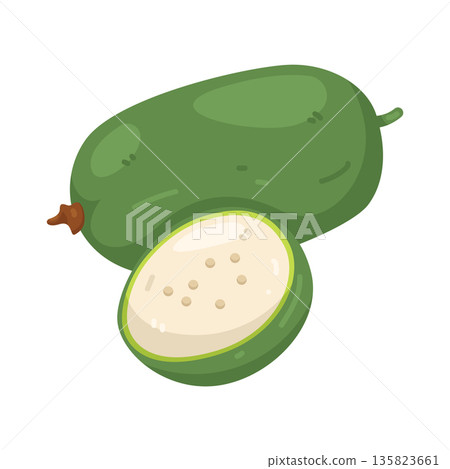 Illustration of Winter Melon Illustration of Winter Melon 135823661