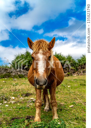 Yonaguni horse Yonaguni horse 135823740