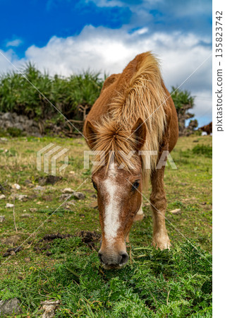 Yonaguni horse Yonaguni horse 135823742