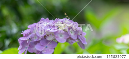 A praying mantis on a hydrangea photographed with a macro lens 135823977