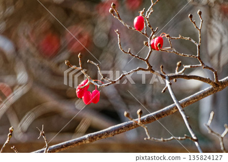 Fruit of Sanshui 135824127