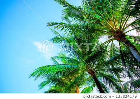 Sunlight shines through tropical palm trees on blue sky background. 135824179