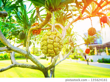 Pandanus tree. Pandanus fruit on tropical tree. Tropical fruit of pandanus tree. Pandanus tree. Pandanus fruit on tropical tree. Tropical fruit of pandanus tree. 135824181
