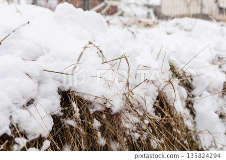 Snow blankets the grass in a field, showing the contrast between the white snow and the brown grass. This scene takes place during winter in a rural location Snow blankets the grass in a field, showing the contrast between the white snow and the brown grass. This scene takes place during winter in a rural location 135824294