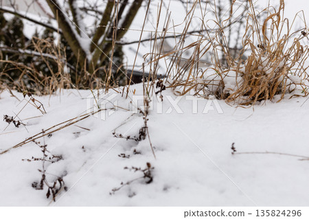 Snow blankets the ground, hiding dry grass and small bushes. A few branches are visible in the background. This scene captures a winter setting in the afternoon Snow blankets the ground, hiding dry grass and small bushes. A few branches are visible in the background. This scene captures a winter setting in the afternoon 135824296