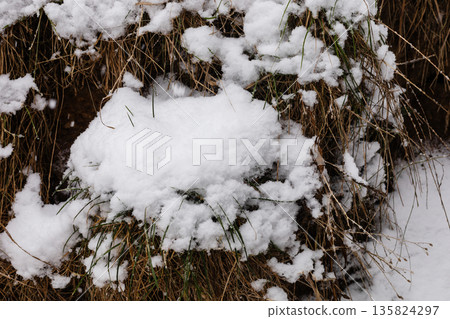 Snow blankets dry grass in a field during winter. The scene shows how snow transforms the landscape, creating a white layer over the dry plants Snow blankets dry grass in a field during winter. The scene shows how snow transforms the landscape, creating a white layer over the dry plants 135824297