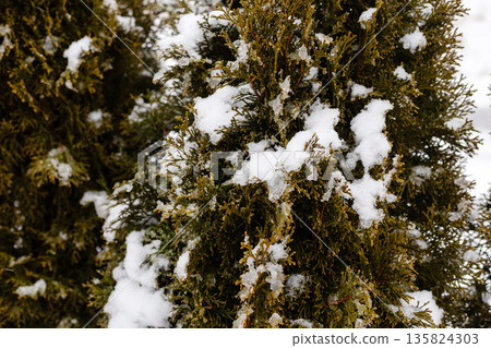 Snow blankets green shrubs along a path on a cloudy winter afternoon. The cold weather is evident with a white layer covering the foliage Snow blankets green shrubs along a path on a cloudy winter afternoon. The cold weather is evident with a white layer covering the foliage 135824303