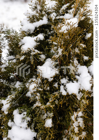 Snow falls gently on green shrub, creating a winter landscape. The scene shows a quiet afternoon with snow covering plants in a residential area Snow falls gently on green shrub, creating a winter landscape. The scene shows a quiet afternoon with snow covering plants in a residential area 135824304