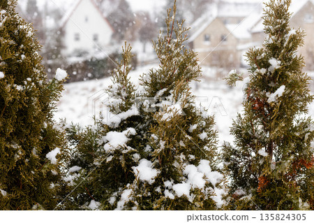 Evergreens covered in snow fill the foreground while houses are visible in the distance. Snowflakes fall gently, creating a winter scene Evergreens covered in snow fill the foreground while houses are visible in the distance. Snowflakes fall gently, creating a winter scene 135824305