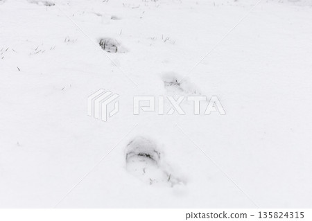 Footprints are visible in a blanket of snow on the ground. The scene looks cold and quiet. The footprints suggest someone has walked through this area recently Footprints are visible in a blanket of snow on the ground. The scene looks cold and quiet. The footprints suggest someone has walked through this area recently 135824315