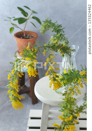 Mimosa flowers and houseplants in a vase 135824462