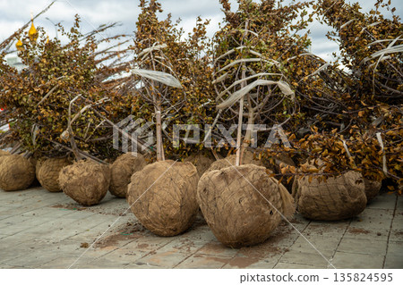 Trees with a lump of earth in burlap close up. Trees prepared for planting. improving the urban environment Trees with a lump of earth in burlap close up. Trees prepared for planting. improving the urban environment 135824595