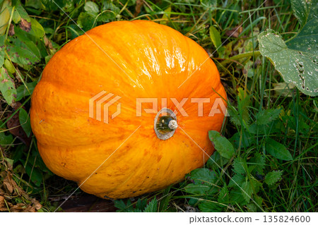 large round orange-red pumpkin in tall grass, organic farming 135824600