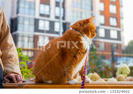 A large, plump, cute ginger cat yawns and sits on a bench outside. His name is Croissant, and he walks on a leash with his owner. 135824602