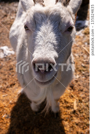 Close up of white goat nose. Funny animal portrait and farm life concept. Domestic livestock for agriculture and petting zoo 135824635