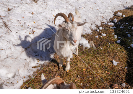 White female goat standing on ground with snow and dry grass. Farm animal, Rural farm life. White female goat standing on ground with snow and dry grass. Farm animal, Rural farm life. 135824691