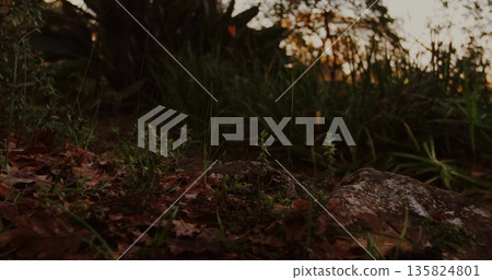 Displaying mossy speckled rock sitting among dry leaves and green seedlings on woodland floor Displaying mossy speckled rock sitting among dry leaves and green seedlings on woodland floor 135824801