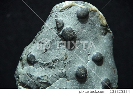 plum blossom stone 135825324