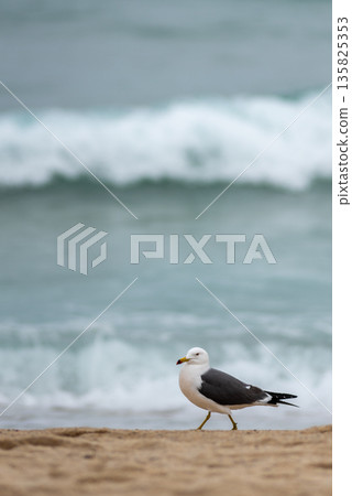 Seagull on Sandy Beach with Ocean Waves Seagull on Sandy Beach with Ocean Waves 135825353