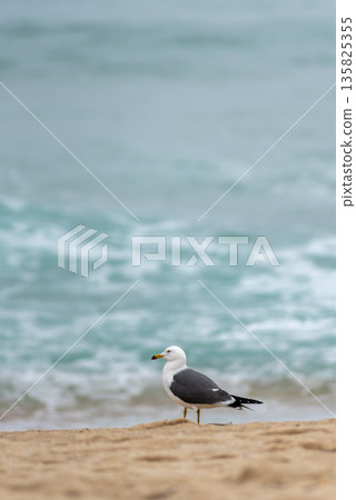 Seagull on Sandy Beach with Ocean Waves Seagull on Sandy Beach with Ocean Waves 135825355