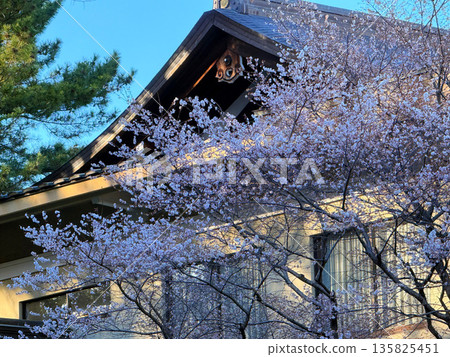 Atsuta Shrine surrounded by cherry blossoms in Nagoya Atsuta Shrine surrounded by cherry blossoms in Nagoya 135825451
