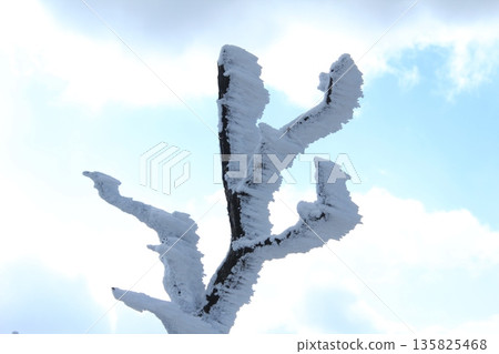 與雪的樹 135825468