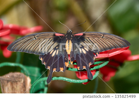 Detail of the red Mormon butterfly,Papilio rumanzovia, displaying its black and red patterns in the Canary Islands Detail of the red Mormon butterfly,Papilio rumanzovia, displaying its black and red patterns in the Canary Islands 135825499
