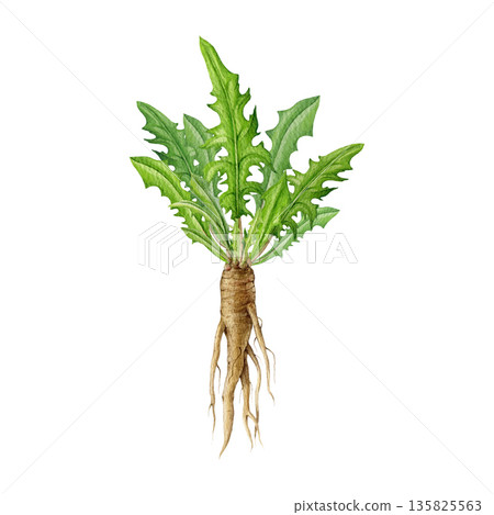 Dandelion herb fresh root with leaves watercolor illustration. Hand drawn medicinal herb part vintage style botanical image element. Dandelion plant root isolated on white background 135825563