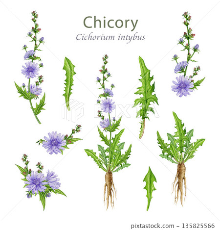 Chicory plant, flowers, leaves and roots watercolor illustration set. Hand drawn Cichorium intybus medicinal wildflower vintage style botanical element collection isolated on white background 135825566