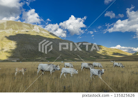 Cows grazing in Castelluccio plain, Umbria, Italy Cows grazing in Castelluccio plain, Umbria, Italy 135825626