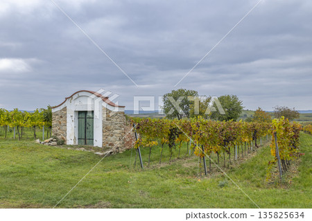 Traditional wine cellar building in Zellerndorf, Lower Austria 135825634