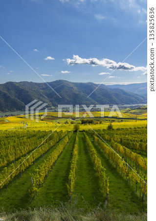 Wachau valley vineyards displaying vibrant autumn foliage colors Wachau valley vineyards displaying vibrant autumn foliage colors 135825636