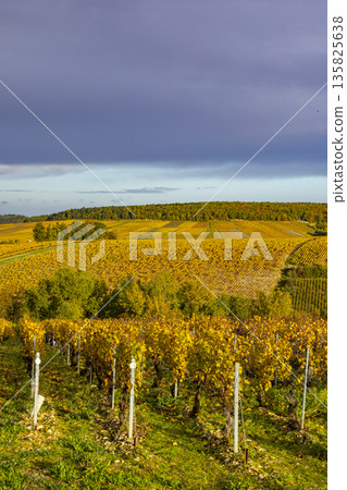 Vineyard rows displaying golden leaves, showcasing the Chichee autumn landscape Vineyard rows displaying golden leaves, showcasing the Chichee autumn landscape 135825638