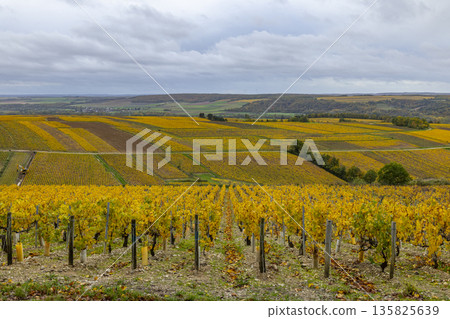 Autumnal vineyards in Fleys, Chablis region, Bourgogne Franche Comte Autumnal vineyards in Fleys, Chablis region, Bourgogne Franche Comte 135825639