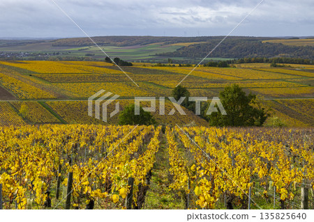 Golden chardonnay vineyards in Fleys, Bourgogne Franche Comte, France Golden chardonnay vineyards in Fleys, Bourgogne Franche Comte, France 135825640