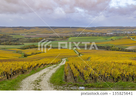 Winding road through Chablis vineyards in autumn Winding road through Chablis vineyards in autumn 135825641