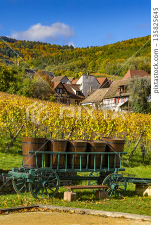 Alsace vineyard old wooden wagon during autumn harvest Alsace vineyard old wooden wagon during autumn harvest 135825645