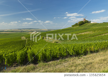 Verzenay vineyard landscape with historic windmill on hill Verzenay vineyard landscape with historic windmill on hill 135825654