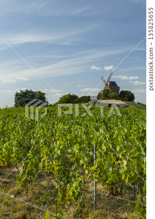 Moulin de Verzenay standing above Champagne vineyards Moulin de Verzenay standing above Champagne vineyards 135825655