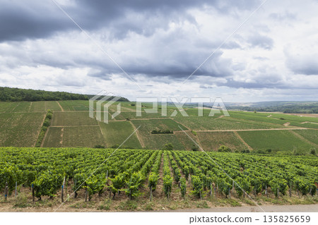Chablis vineyards showing grape growing landscape in Bourgogne Chablis vineyards showing grape growing landscape in Bourgogne 135825659