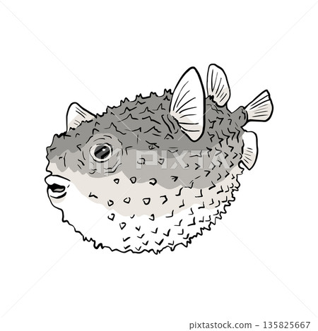 Black and white fugu, diodon pufferfish vector illustration. Round spiny blowfish or porcupine fish for underwater nautical designs and diving products. Hand drawn balloonfish sketch Black and white fugu, diodon pufferfish vector illustration. Round spiny blowfish or porcupine fish for underwater nautical designs and diving products. Hand drawn balloonfish sketch 135825667