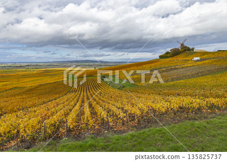Verzenay vineyard landscape with historic Moulin de Verzenay Verzenay vineyard landscape with historic Moulin de Verzenay 135825737