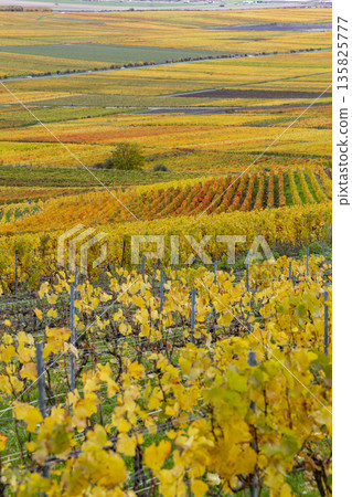 Autumn grapevines covering Champagne vineyards in Verzenay, France 135825777