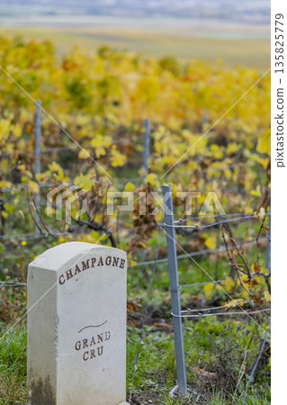 Champagne Grand Cru marker identifying Verzenay vineyard in autumn Champagne Grand Cru marker identifying Verzenay vineyard in autumn 135825779