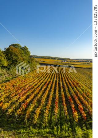 Vineyard rows showcasing autumn colors in Ladoix Serrigny Vineyard rows showcasing autumn colors in Ladoix Serrigny 135825795