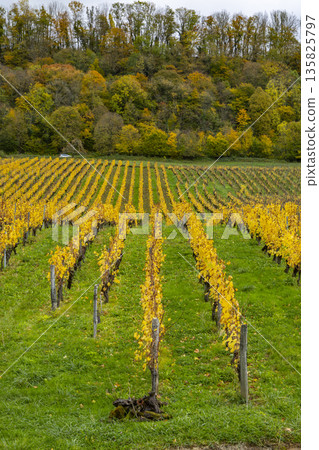 Autumn vineyard rows in Jura, Bourgogne Franche Comte, France Autumn vineyard rows in Jura, Bourgogne Franche Comte, France 135825797