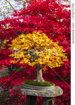Yellow bonsai tree contrasting with red autumn leaves in Prague Yellow bonsai tree contrasting with red autumn leaves in Prague 135825799